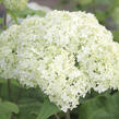 Hortenzie stromečková 'Bounty' - Hydrangea arborescens 'Bounty'