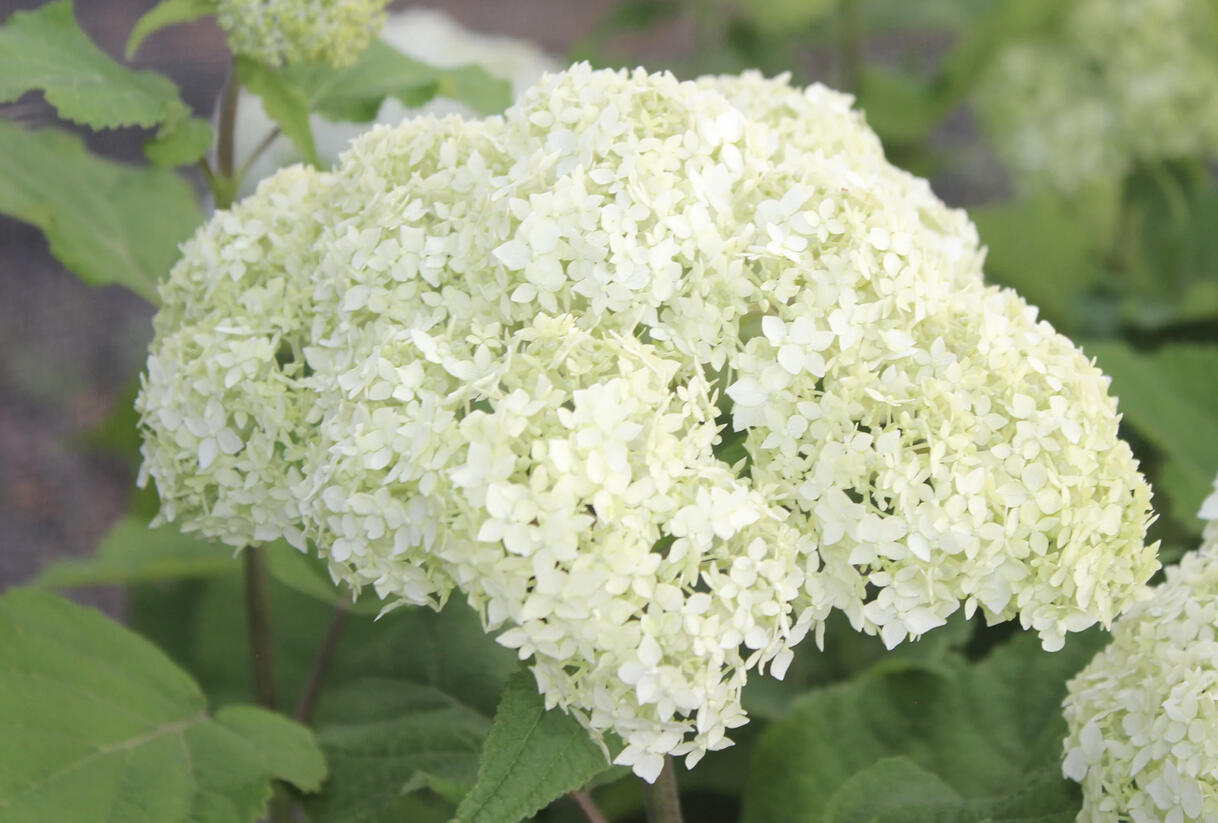 Hortenzie stromečkovitá 'Bounty' - Hydrangea arborescens 'Bounty'