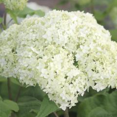 Hortenzie stromečková 'Bounty' - Hydrangea arborescens 'Bounty'