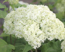 Hortenzie stromečkovitá 'Bounty'