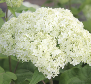 Hortenzie stromečková 'Bounty' - Hydrangea arborescens 'Bounty'