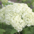 Hydrangea arborescens 'Bounty'.png