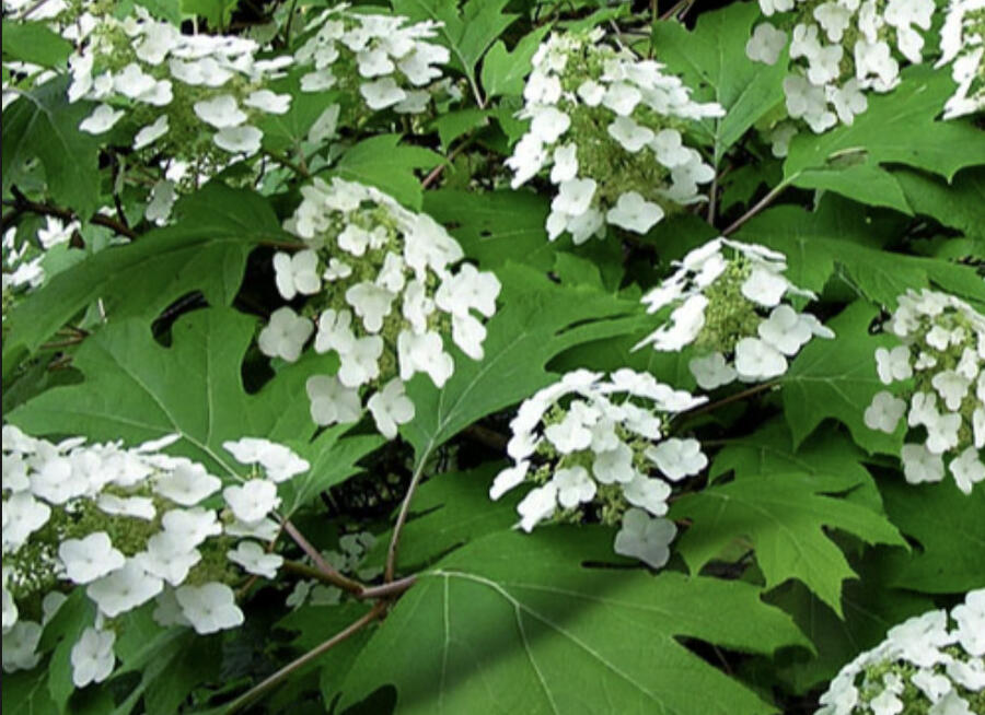 Hortenzie dubolistá 'Pee Wee' - Hydrangea quercifolia 'Pee Wee'