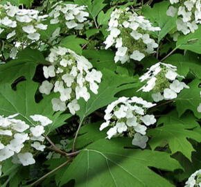 Hortenzie dubolistá 'Pee Wee'