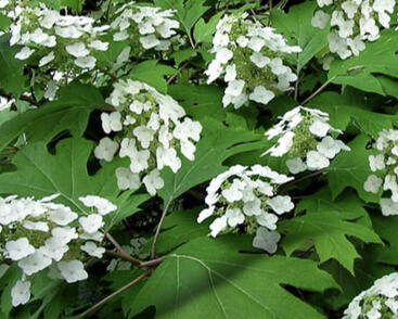 Hortenzie dubolistá 'Pee Wee'