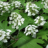 Hydrangea quercifolia 'Pee Wee'.png