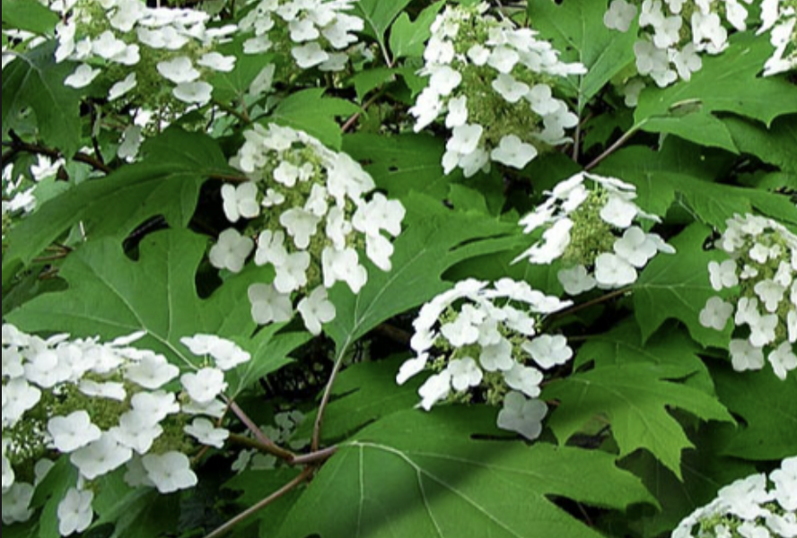 Hortenzie dubolistá 'Pee Wee' - Hydrangea quercifolia 'Pee Wee'