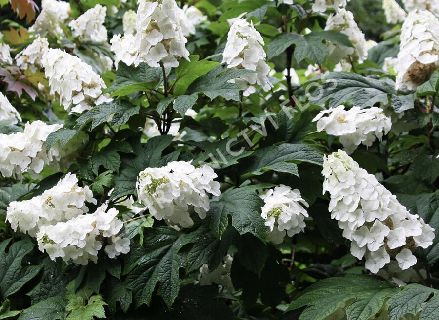 Hortenzie dubolistá 'Snowword' - Hydrangea quercifolia 'Snowword'