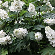 Hortenzie dubolistá 'Snowword' - Hydrangea quercifolia 'Snowword'