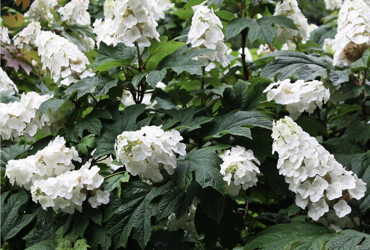Hortenzie dubolistá 'Snow World' - Hydrangea quercifolia 'Snow World'