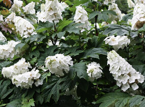 Hortenzie dubolistá 'Snow World' - Hydrangea quercifolia 'Snow World'