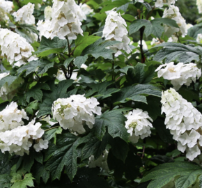 Hortenzie dubolistá 'Snowword' - Hydrangea quercifolia 'Snowword'