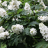Hydrangea quercifolia 'Snowword'.png