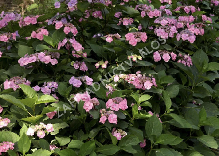 Hortenzie pilolvitá 'Summer Glow' - Hydrangea serrata 'Summer Glow'