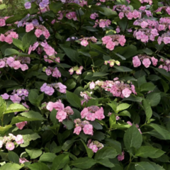 Hortenzie pilolistá 'Summer Glow' - Hydrangea serrata 'Summer Glow'