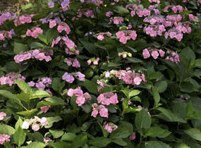 Hortenzie pilolvitá 'Summer Glow' - Hydrangea serrata 'Summer Glow'