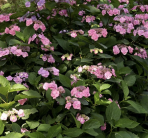 Hortenzie pilolistá 'Summer Glow' - Hydrangea serrata 'Summer Glow'
