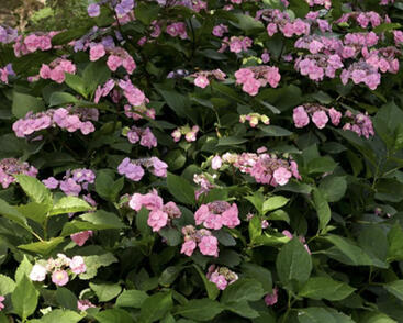 Hortenzie pilolvitá 'Summer Glow'