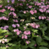 Hydrangea serrata 'Summer Glow'.png