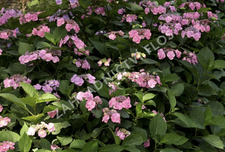 Hortenzie pilolvitá 'Summer Glow' - Hydrangea serrata 'Summer Glow'