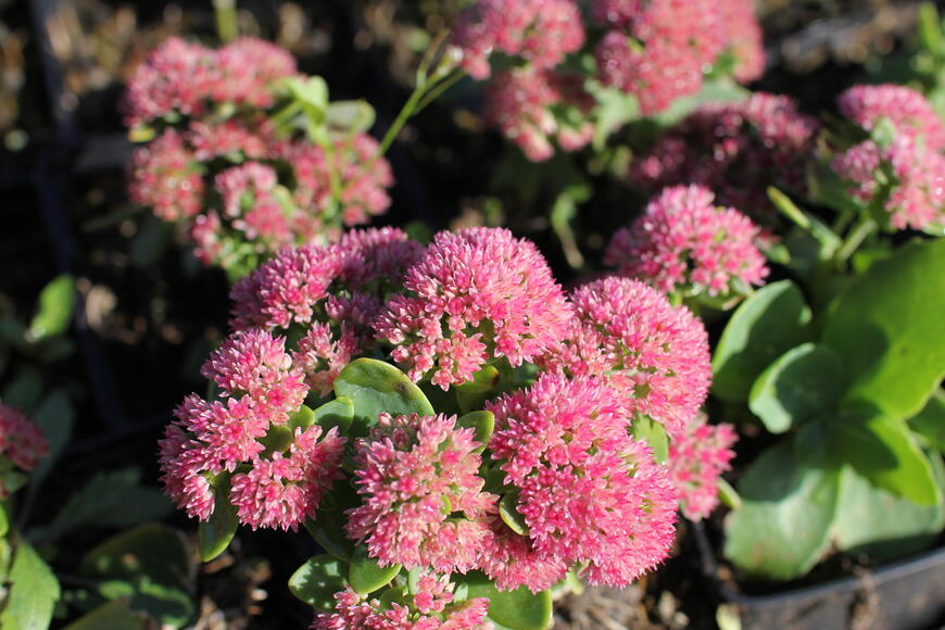 Sedum telephium ''Autumn Fire''