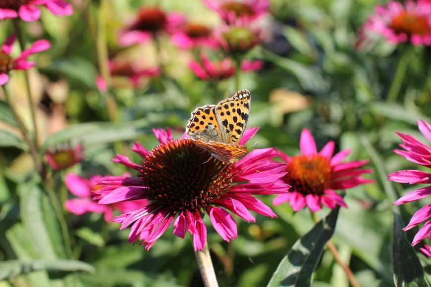 Echinacea purpurea ''Papallo Classic Rose''_02