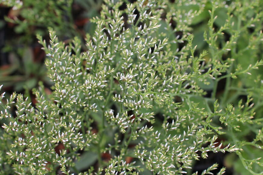 Goniolimon tataricum