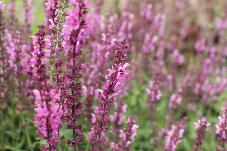 Salvia nemorosa ''Rosa Königin'' (1)