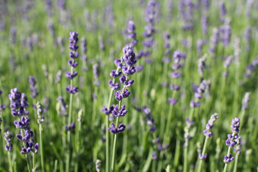 Lavandula angustifolia ''Impressa''