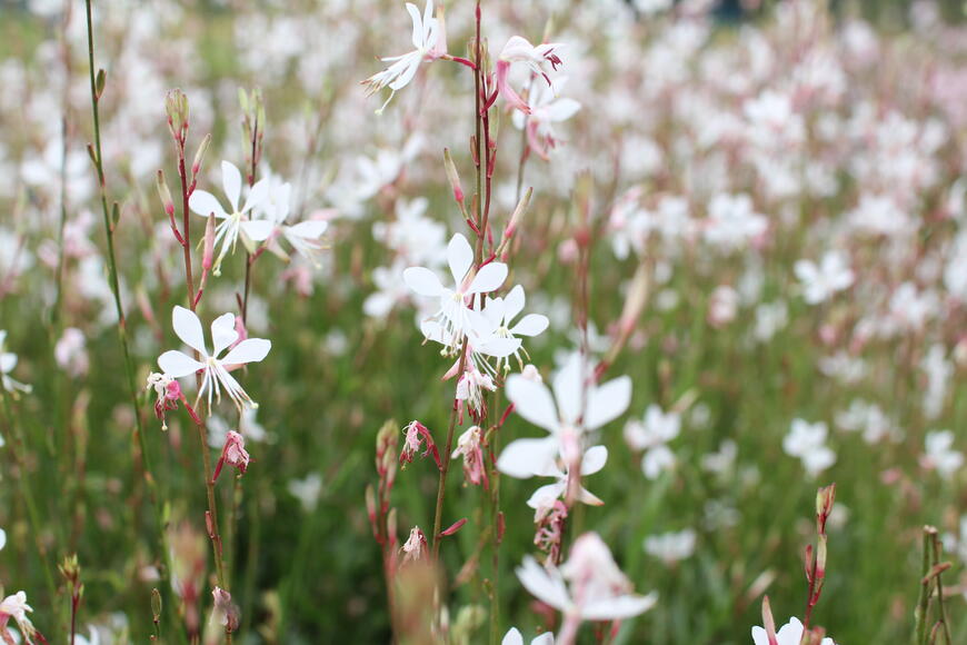 Gaura lindheimeri ''Ellura''