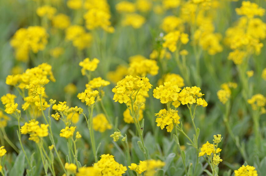 Alyssum saxatile ''Summit Golden Yellow'' (2)