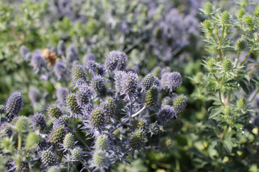 Eryngium planum ''Tiny Jackpot'' (1)