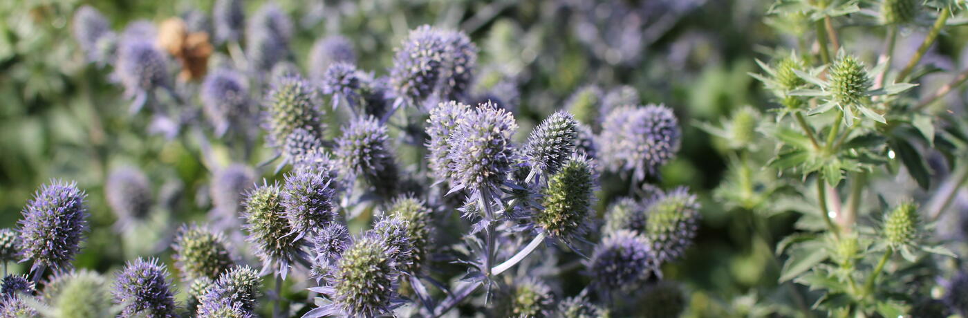 Eryngium planum ''Tiny Jackpot'' (1)