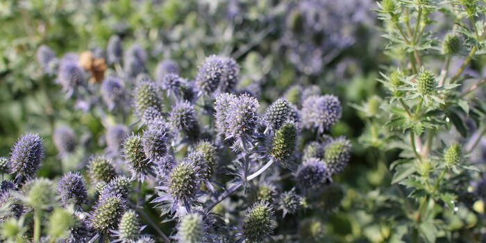 Eryngium planum ''Tiny Jackpot'' (1)