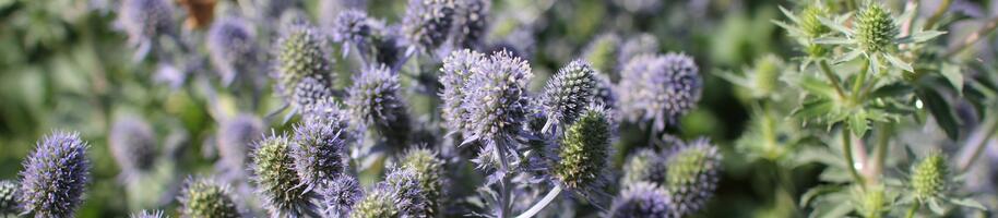 Eryngium planum ''Tiny Jackpot'' (1)