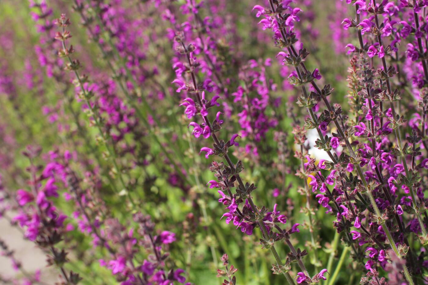 Salvia pratensis ''Royal Crimson Distinction''_02