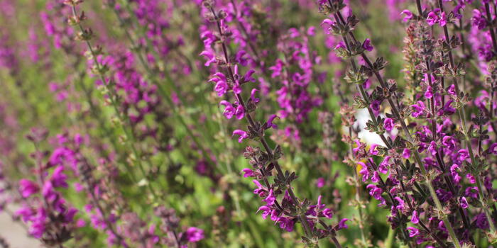 Salvia pratensis ''Royal Crimson Distinction''_02