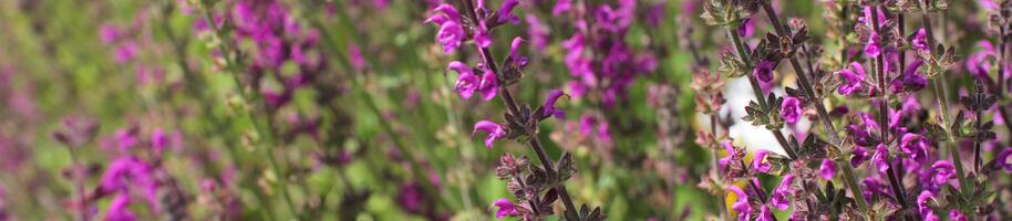 Salvia pratensis ''Royal Crimson Distinction''_02