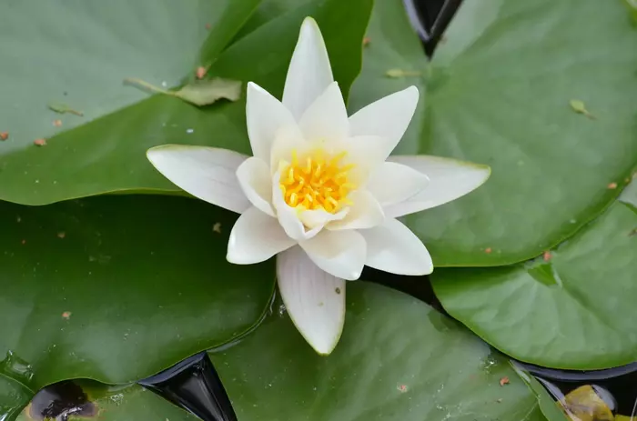 Leknín 'Alba' - Nymphaea 'Alba'