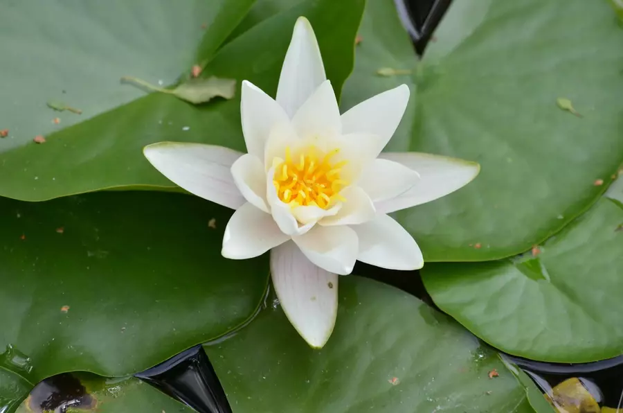 Leknín 'Alba' - Nymphaea 'Alba'