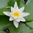 Leknín 'Alba' - Nymphaea 'Alba'