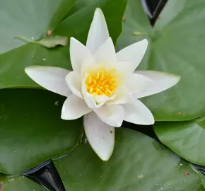 Leknín 'Alba' - Nymphaea 'Alba'