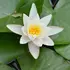Nymphaea 'Alba'.webp