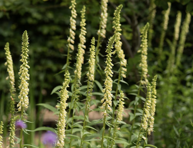Náprstník žlutý - Digitalis lutea