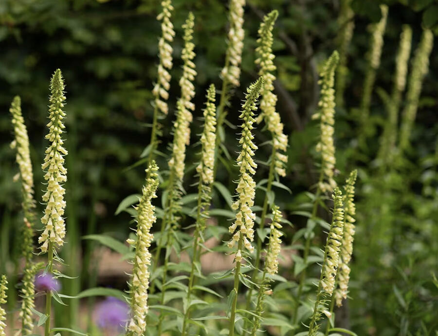 Náprstník žlutý - Digitalis lutea