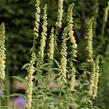 Náprstník žlutý - Digitalis lutea