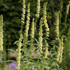 Náprstník žlutý - Digitalis lutea