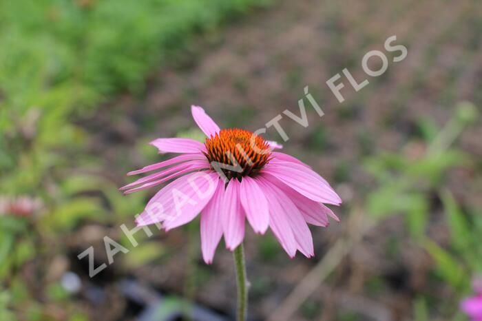 Třapatkovka nachová - Echinacea purpurea