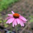 Třapatkovka nachová - Echinacea purpurea