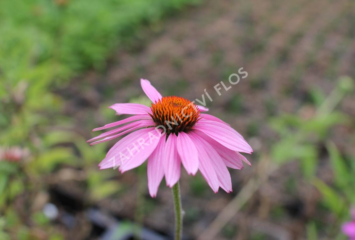 Třapatkovka nachová - Echinacea purpurea